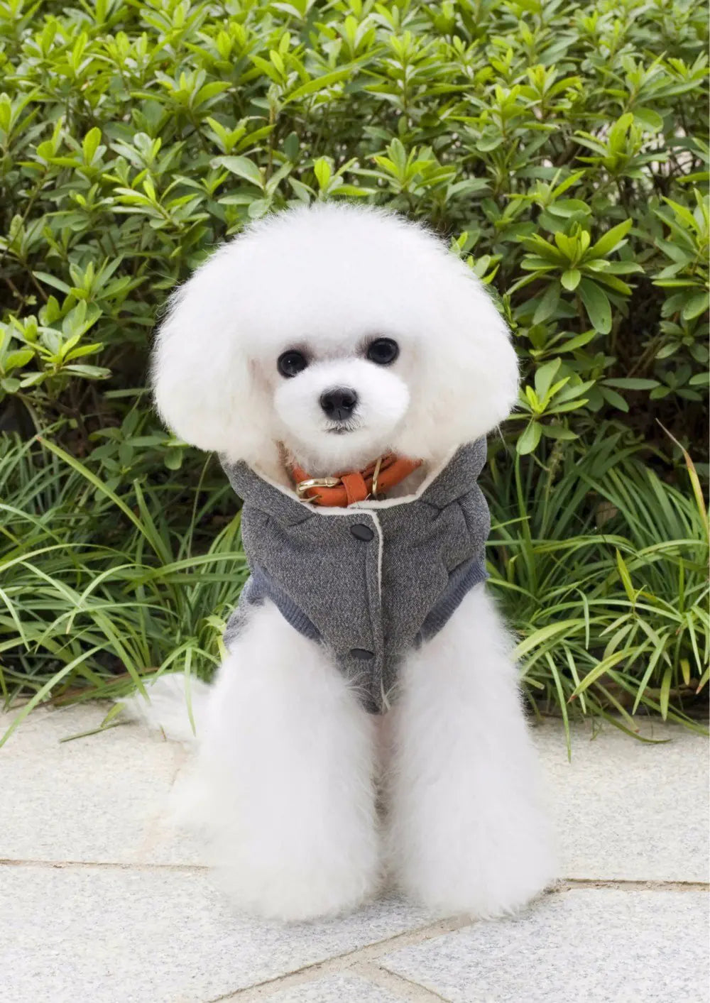 Pet Clothing, Autumn Winter Cotton Outfit for Dogs
